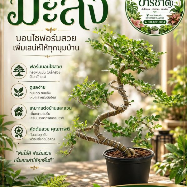 มะสัง