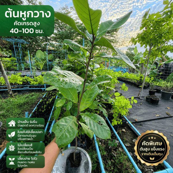 ต้นหูกวาง คัดเกรดสูง 40-100 ซม. ฟอร์มสวย รากแน่น แข็งแรง ใบใหญ่ สมบูรณ์ เหมาะสำหรับปลูกทำร่มเงาบังแดด หรือเก็บใบแห้งใช้หมักน้ำเลี้ยงปลากัด