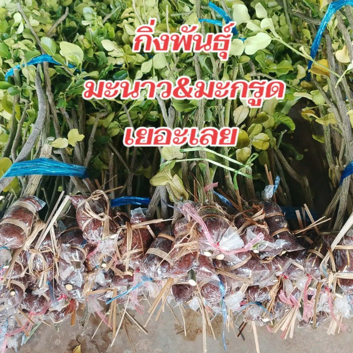 กิ่งตอนมะกรูดตัดใบ,มะนาวแป้น