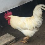 พ่อแม่พันธุ์ไก่ไข่ตัวสีขาว ไก่โร้ดไอส์แลนด์ไวท์ (Rhode Island White) เป็น ไก่ไข่สายพันธุ์แท้จากอเมริกา ที่มีจุดเด่นคือขนสีขาว ล้วนและหงอนสีแดงสด ให้ไข่เปลือกสีครีมหนา ประมาณ 250 – 300 ฟองต่อปี ทนทานต่อสภาพ อากาศได้ดี เป็นที่นิยมสำหรับผู้ที่ต้องการไก่ไข่ที่ให้ ผลผลิตสูงและมีรูปร่างสวยงามเป็นเอกลักษณ์ - สุพรรณบุรี รูปที่ 4
