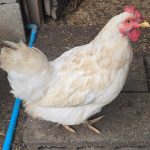 พ่อแม่พันธุ์ไก่ไข่ตัวสีขาว ไก่โร้ดไอส์แลนด์ไวท์ (Rhode Island White) เป็น ไก่ไข่สายพันธุ์แท้จากอเมริกา ที่มีจุดเด่นคือขนสีขาว ล้วนและหงอนสีแดงสด ให้ไข่เปลือกสีครีมหนา ประมาณ 250 – 300 ฟองต่อปี ทนทานต่อสภาพ อากาศได้ดี เป็นที่นิยมสำหรับผู้ที่ต้องการไก่ไข่ที่ให้ ผลผลิตสูงและมีรูปร่างสวยงามเป็นเอกลักษณ์ - สุพรรณบุรี รูปที่ 3