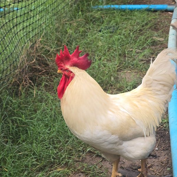 พ่อแม่พันธุ์ไก่ไข่ตัวสีขาว ไก่โร้ดไอส์แลนด์ไวท์ (Rhode Island White) เป็น ไก่ไข่สายพันธุ์แท้จากอเมริกา ที่มีจุดเด่นคือขนสีขาว ล้วนและหงอนสีแดงสด ให้ไข่เปลือกสีครีมหนา ประมาณ 250 – 300 ฟองต่อปี ทนทานต่อสภาพ อากาศได้ดี เป็นที่นิยมสำหรับผู้ที่ต้องการไก่ไข่ที่ให้ ผลผลิตสูงและมีรูปร่างสวยงามเป็นเอกลักษณ์