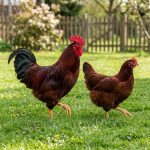 พ่อแม่พันธุ์ไก่ไข่ตัวสีแดง ไก่โรดไอแลนด์เรด (Rhode Island Red) เป็นสายพันธุ์ไก่ยอดนิยมจากสหรัฐอเมริกาที่เลี้ยงได้ทั้งเพื่อไข่และเนื้อ โดดเด่นด้วยขนสีน้ำตาลแดงเข้ม ทนต่อสภาพอากาศ เลี้ยงง่าย ไข่ดก ให้ไข่เปลือกสีน้ำตาลประมาณ 220-300 ฟองต่อปี และยังเป็นแม่ไก่ที่ฟักไข่เก่งอีก - สุพรรณบุรี รูปที่ 2