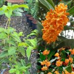 ต้นหอมหมื่นลี้สีส้ม (Orange Osmanthus หรือ Osmanthus fragrans var. aurantiacus) เป็นไม้พุ่มไม่ผลัดใบสายพันธุ์จีนที่โดดเด่นด้วยกลิ่นหอมฟุ้งหวานคล้ายผลไม้สุก ดอกสีส้มสดออกเป็นช่อตามซอกใบ ชอบแดดจัด ดินร่วนระบายน้ำดี และอากาศเย็นเพื่อให้ดอกออกดกเต็มที่ นิยมปลูกประดับสวนและสกัดทำชา - ชัยภูมิ