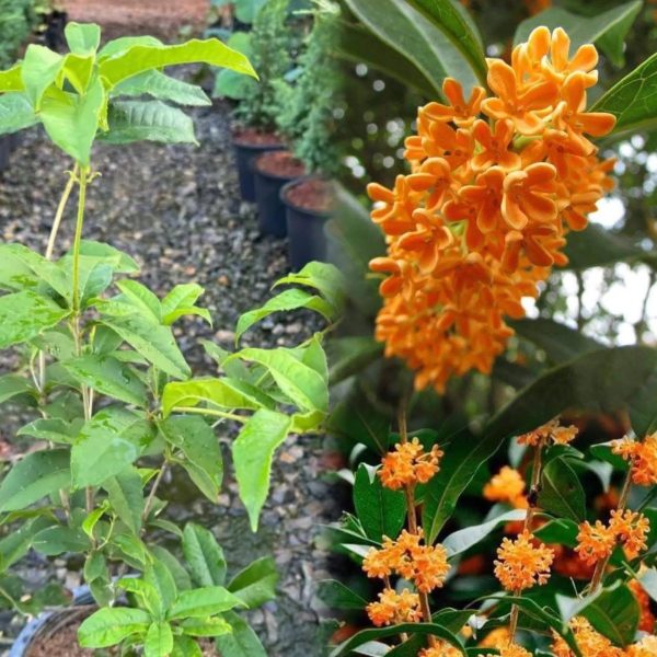 ต้นหอมหมื่นลี้สีส้ม (Orange Osmanthus หรือ Osmanthus fragrans var. aurantiacus) เป็นไม้พุ่มไม่ผลัดใบสายพันธุ์จีนที่โดดเด่นด้วยกลิ่นหอมฟุ้งหวานคล้ายผลไม้สุก ดอกสีส้มสดออกเป็นช่อตามซอกใบ ชอบแดดจัด ดินร่วนระบายน้ำดี และอากาศเย็นเพื่อให้ดอกออกดกเต็มที่ นิยมปลูกประดับสวนและสกัดทำชา