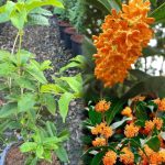 ต้นหอมหมื่นลี้สีส้ม หรือสายพันธุ์ ตันกุ้ย (Dongui) ส่งทั้งกระถาง 11 นิ้ว - ชัยภูมิ