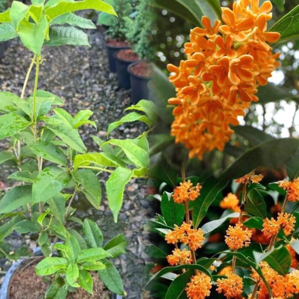 ต้นหอมหมื่นลี้สีส้ม หรือสายพันธุ์ ตันกุ้ย (Dongui) ส่งทั้งกระถาง 11 นิ้ว