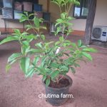 ต้นหอมหมื่นลี้สีส้ม (Orange Osmanthus หรือ Osmanthus fragrans var. aurantiacus) เป็นไม้พุ่มไม่ผลัดใบสายพันธุ์จีนที่โดดเด่นด้วยกลิ่นหอมฟุ้งหวานคล้ายผลไม้สุก ดอกสีส้มสดออกเป็นช่อตามซอกใบ ชอบแดดจัด ดินร่วนระบายน้ำดี และอากาศเย็นเพื่อให้ดอกออกดกเต็มที่ นิยมปลูกประดับสวนและสกัดทำชา - ชัยภูมิ รูปที่ 2