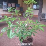 ต้นหอมหมื่นลี้สีส้ม (Orange Osmanthus หรือ Osmanthus fragrans var. aurantiacus) เป็นไม้พุ่มไม่ผลัดใบสายพันธุ์จีนที่โดดเด่นด้วยกลิ่นหอมฟุ้งหวานคล้ายผลไม้สุก ดอกสีส้มสดออกเป็นช่อตามซอกใบ ชอบแดดจัด ดินร่วนระบายน้ำดี และอากาศเย็นเพื่อให้ดอกออกดกเต็มที่ นิยมปลูกประดับสวนและสกัดทำชา - ชัยภูมิ รูปที่ 1