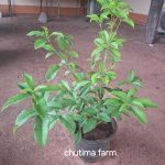ต้นหอมหมื่นลี้สีส้ม (Orange Osmanthus หรือ Osmanthus fragrans var. aurantiacus) เป็นไม้พุ่มไม่ผลัดใบสายพันธุ์จีนที่โดดเด่นด้วยกลิ่นหอมฟุ้งหวานคล้ายผลไม้สุก ดอกสีส้มสดออกเป็นช่อตามซอกใบ ชอบแดดจัด ดินร่วนระบายน้ำดี และอากาศเย็นเพื่อให้ดอกออกดกเต็มที่ นิยมปลูกประดับสวนและสกัดทำชา - ชัยภูมิ รูปที่ 4
