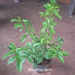 ต้นหอมหมื่นลี้สีส้ม (Orange Osmanthus หรือ Osmanthus fragrans var. aurantiacus) เป็นไม้พุ่มไม่ผลัดใบสายพันธุ์จีนที่โดดเด่นด้วยกลิ่นหอมฟุ้งหวานคล้ายผลไม้สุก ดอกสีส้มสดออกเป็นช่อตามซอกใบ ชอบแดดจัด ดินร่วนระบายน้ำดี และอากาศเย็นเพื่อให้ดอกออกดกเต็มที่ นิยมปลูกประดับสวนและสกัดทำชา - ชัยภูมิ รูปที่ 3