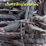 ถั่วครก ถั่วขอ พืชพื้นบ้านหายาก ฝักแก่ต้มกินเหมือนถั่วสิลง ปลูกง่าย 25 เมล็ด - มหาสารคาม รูปที่ 1