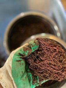 MoonWorm Organic