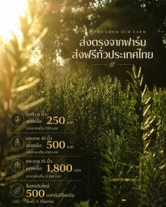 ฟาร์มโรสแมรี่เขาใหญ่