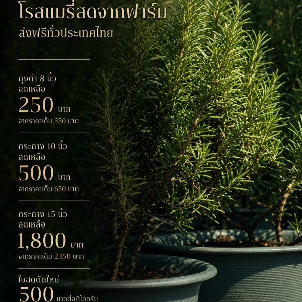 โรสแมรี่ พันธุ์คอมมอน กระถาง 10″