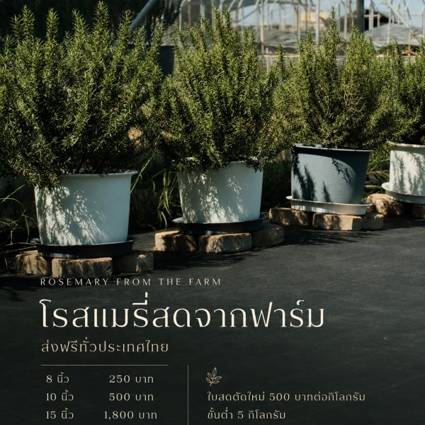 โรสแมรี่ พันธุ์คอมมอน กระถาง 15″