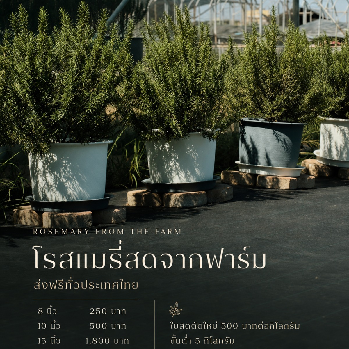 โรสแมรี่ พันธุ์คอมมอน กระถาง 15″