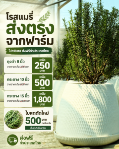 ฟาร์มโรสแมรี่เขาใหญ่