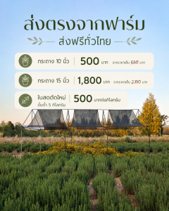 ฟาร์มโรสแมรี่เขาใหญ่
