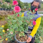 กุหลาบกระถาง 12 นิ้ว - เชียงใหม่ รูปที่ 1