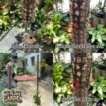 เสาไม้เลื้อย หลักไม้เลื้อย เสามอส เสาใยมะพร้าว - นนทบุรี รูปที่ 3