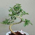 ต้นบอนไซมะสังดัด ฟอร์มดีพร้อมกระถาง - กรุงเทพมหานคร