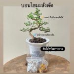 ต้นบอนไซมะสังดัด ฟอร์มดีพร้อมกระถาง - กรุงเทพมหานคร รูปที่ 1