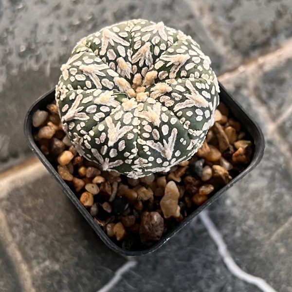 แอสโตรไฟตัม (Astrophytum)