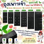 ถุงเพาะชำ สีดำเจาะรู ขายยกกิโล ราคาโรงงาน — หนา 350-450 ไมครอน เหนียวจริง ทนแดดทนฝนใช้ซ้ำได้เป็นปี ครบ 6 ขนาด (2×6 ถึง 8×16) เพาะกล้า ชำกิ่ง เปลี่ยนถุงต้นไม้ จบที่เดียว - สุพรรณบุรี รูปที่ 4