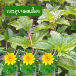 ต้นกระดุมทองเลื้อย (กิ่งสำหรับปักชำ) 30 กิ่ง 39 บาท ปลูกประดับ ปลูกคลุมดิน - ศรีสะเกษ รูปที่ 1
