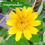 ต้นกระดุมทองเลื้อย (กิ่งสำหรับปักชำ) 30 กิ่ง 39 บาท ปลูกประดับ ปลูกคลุมดิน - ศรีสะเกษ รูปที่ 3