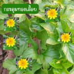 ต้นกระดุมทองเลื้อย (กิ่งสำหรับปักชำ) 30 กิ่ง 39 บาท ปลูกประดับ ปลูกคลุมดิน - ศรีสะเกษ รูปที่ 2