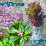 ต้นกระดุมเงิน 3 ต้น กิ่งกระดุมเงิน(สำหรับปักชำ) 7 กิ่ง แถม กิ่งโสมไทย(สำหรับปักชำ) 2 กิ่ง รวม 69 บาท - ศรีสะเกษ รูปที่ 4