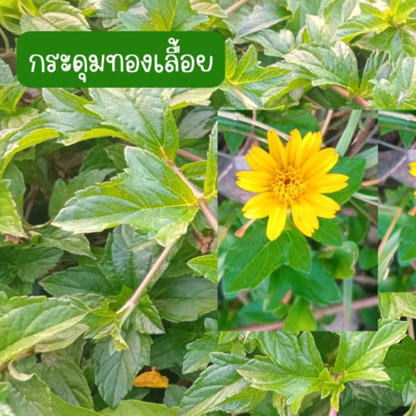 ต้นกระดุมทองเลื้อย (กิ่งสำหรับปักชำ) 30 กิ่ง 39 บาท ปลูกประดับ ปลูกคลุมดิน
