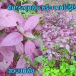 ต้นกระดุมเงิน 3 ต้น กิ่งกระดุมเงิน(สำหรับปักชำ) 7 กิ่ง แถม กิ่งโสมไทย(สำหรับปักชำ) 2 กิ่ง รวม 69 บาท - ศรีสะเกษ รูปที่ 1