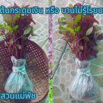 ต้นกระดุมเงิน 3 ต้น กิ่งกระดุมเงิน(สำหรับปักชำ) 7 กิ่ง แถม กิ่งโสมไทย(สำหรับปักชำ) 2 กิ่ง รวม 69 บาท - ศรีสะเกษ รูปที่ 3