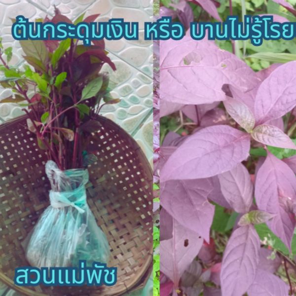 ต้นกระดุมเงิน 3 ต้น กิ่งกระดุมเงิน(สำหรับปักชำ) 7 กิ่ง แถม กิ่งโสมไทย(สำหรับปักชำ) 2 กิ่ง รวม 69 บาท