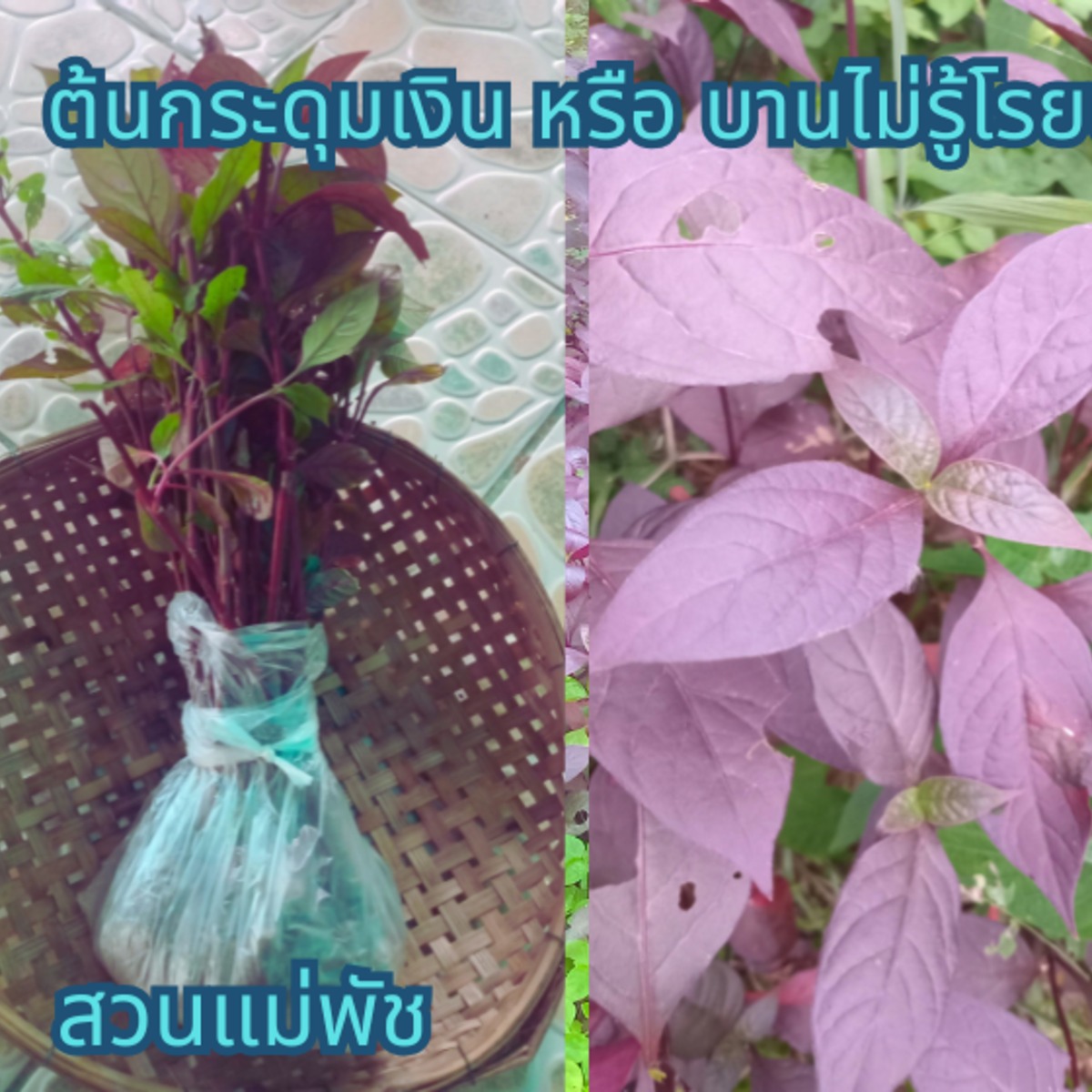 ต้นกระดุมเงิน 3 ต้น กิ่งกระดุมเงิน(สำหรับปักชำ) 7 กิ่ง แถม กิ่งโสมไทย(สำหรับปักชำ) 2 กิ่ง รวม 69 บาท