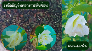 สวนแม่พัชสมุนไพรดอกไม้กินได้