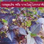 ต้นกระดุมเงิน หรือ บานไม่รู้โรยบราซิล ขนาดต้นสูงกว่า 25 ซม. 3 ต้น 49 บาท แถม 2 ต้น - ศรีสะเกษ