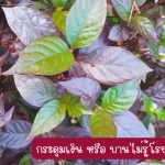 ต้นกระดุมเงิน หรือ บานไม่รู้โรยบราซิล ขนาดต้นสูงกว่า 25 ซม. 3 ต้น 49 บาท แถม 2 ต้น - ศรีสะเกษ รูปที่ 3