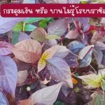 ต้นกระดุมเงิน หรือ บานไม่รู้โรยบราซิล ขนาดต้นสูงกว่า 25 ซม. 3 ต้น 49 บาท แถม 2 ต้น - ศรีสะเกษ รูปที่ 2