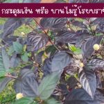 ต้นกระดุมเงิน หรือ บานไม่รู้โรยบราซิล ขนาดต้นสูงกว่า 25 ซม. 3 ต้น 49 บาท แถม 2 ต้น - ศรีสะเกษ รูปที่ 1