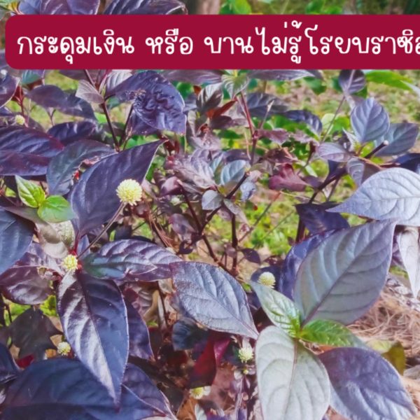 ต้นกระดุมเงิน หรือ บานไม่รู้โรยบราซิล ขนาดต้นสูงกว่า 25 ซม. 3 ต้น 49 บาท แถม 2 ต้น
