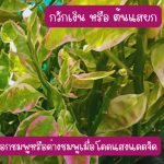กวักเงิน หรือ ต้นแสยก ไม้มงคล สูงกว่า 25 ซม. ติดรากแล้ว 4 ต้น 39 บาท ส่งแบบถอดกระถาง - ศรีสะเกษ รูปที่ 3