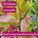กวักเงิน หรือ ต้นแสยก ไม้มงคล สูงกว่า 25 ซม. ติดรากแล้ว 4 ต้น 39 บาท ส่งแบบถอดกระถาง - ศรีสะเกษ รูปที่ 2