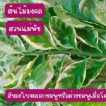 กวักเงิน หรือ ต้นแสยก ไม้มงคล สูงกว่า 25 ซม. ติดรากแล้ว 4 ต้น 39 บาท ส่งแบบถอดกระถาง - ศรีสะเกษ รูปที่ 1