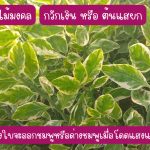 กวักเงิน หรือ ต้นแสยก ไม้มงคล สูงกว่า 25 ซม. ติดรากแล้ว 4 ต้น 39 บาท ส่งแบบถอดกระถาง - ศรีสะเกษ
