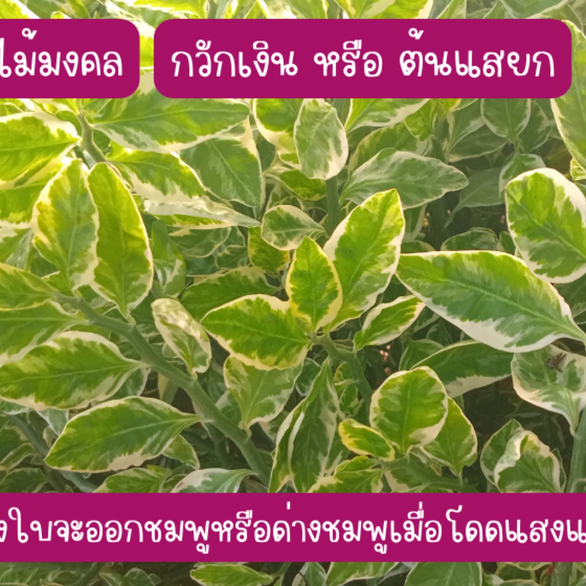กวักเงิน หรือ ต้นแสยก ไม้มงคล สูงกว่า 25 ซม. ติดรากแล้ว 4 ต้น 39 บาท ส่งแบบถอดกระถาง