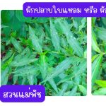 ผักปลาบใบแหลม หรือ ผักปลาบใบแคบ (กิ่งสำหรับปักชำ) ความยาวของกิ่งกว่า 20 ซม. 20 กิ่ง 39 บาท - ศรีสะเกษ รูปที่ 5